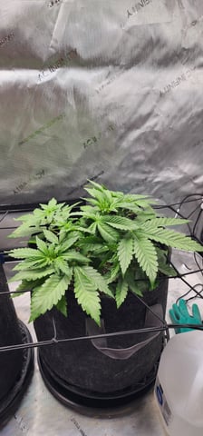 FastBuds Trainwreck Auto — vegetative, day 32
