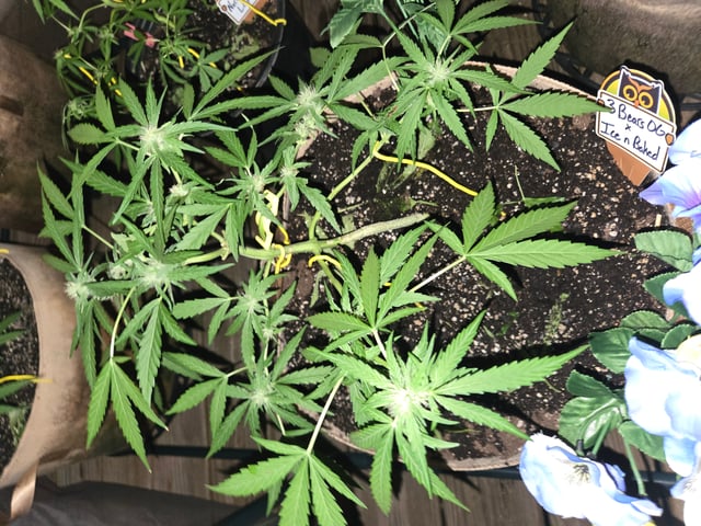 Outdoor Auto's (3rd Set) — flower, day 44