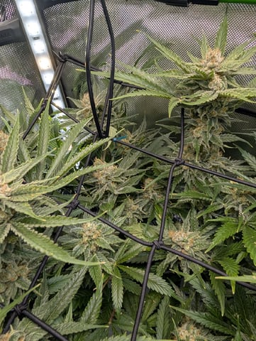 Cinderella 99 -C99 — flower, day 105