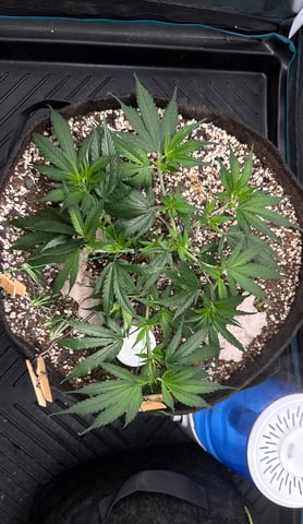 First photo from clone  — vegetative, day 18