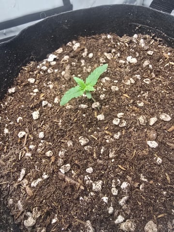 Dream beans burnt garlic — seedling_rooting, day 9