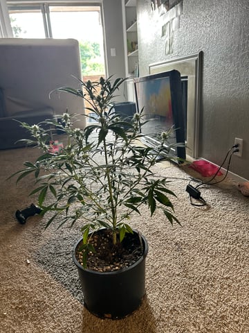 two clones and sour diesel  — flower, day 21