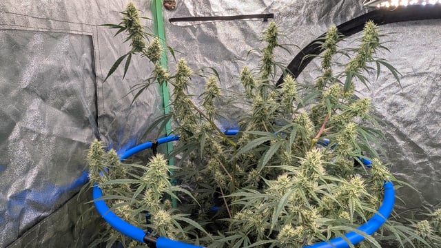 Mixed Grow — flower, day 69
