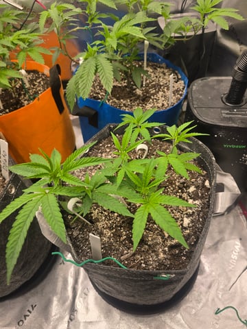MOTHER ROOM — vegetative, day 33