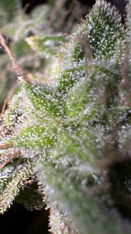 OG Kush — flower, day 151