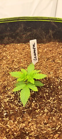 First Grow with the new setup  — vegetative, day 17