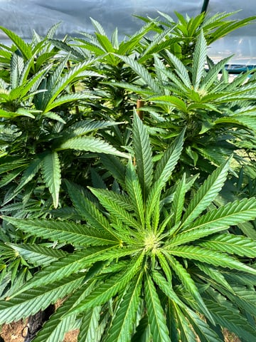 Hindu Kush — flower, day 26