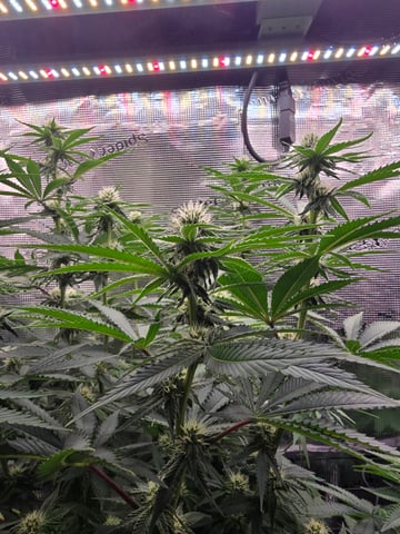 Northern lights #10 (Alaska) — flower, day 57