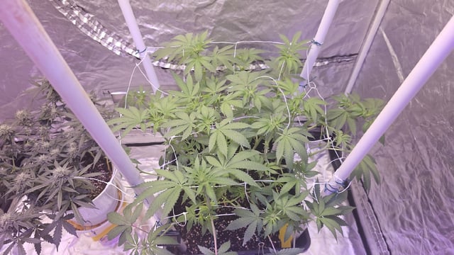 first grow adventure  — flower, day 67
