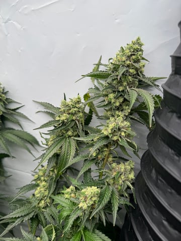 Permanent Marker, Gary Payton — flower, day 49