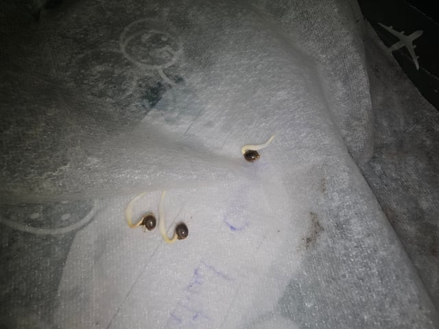 round 2 — germination, day 1