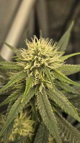 lilac diesel Rbx2 — flower, day 91