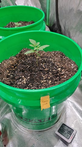 b1. — vegetative, day 12