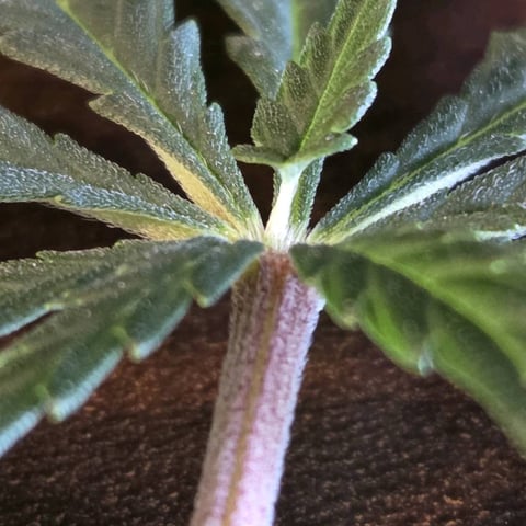 1st indoor grow 8 smaller plan t s — flower, day 55