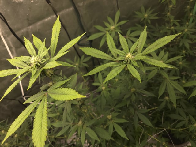 Banana and Gold — flower, day 15