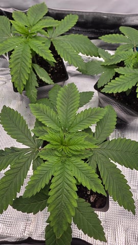 Original 1990 genetics  — vegetative, day 27