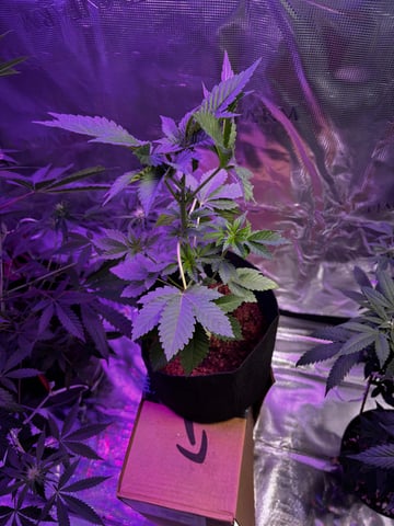 cherry cheese cake, first class funk, and the baby’s a Acapulco gold  — flower, day 6