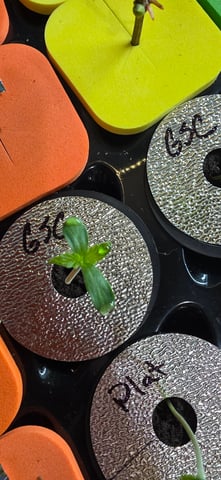 Girl Scout Cookies  — seedling_rooting, day 7