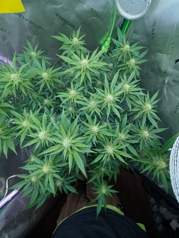 Golden Goat — flower, day 10
