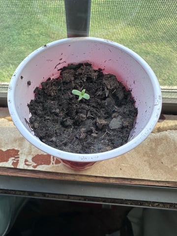 Grow Number 2 — seedling_rooting, day 1