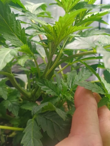 Brainstorm X Murder Biscuits — vegetative, day 36