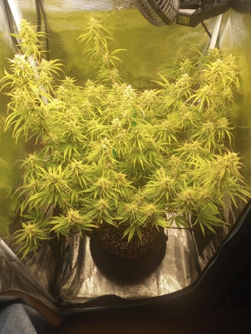 White Widow XXL Auto — flower, day 72