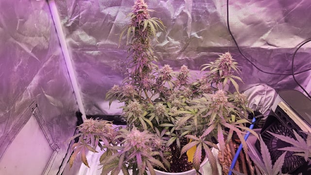 first grow adventure  — flower, day 86