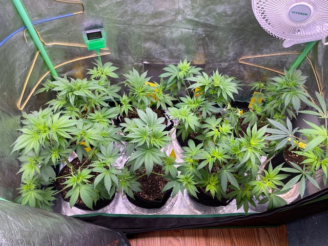 The White X Run Away Bride #3 — flower, day 45