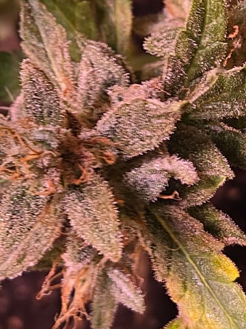 Outdoor Auto's (2nd set) — flower, day 55