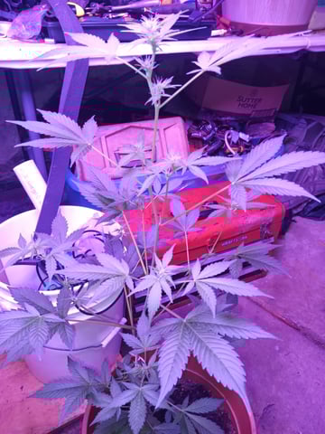 aurora auto — vegetative, day 69