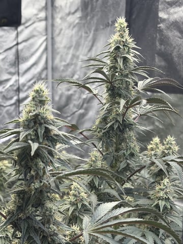 Humboldt, Hella Jelly. Jelly Donut  — flower, day 82