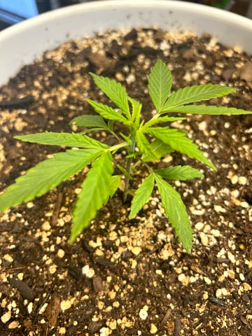 First ever grow — vegetative, day 32