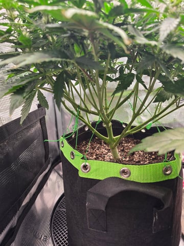 blue dream auto — flower, day 40