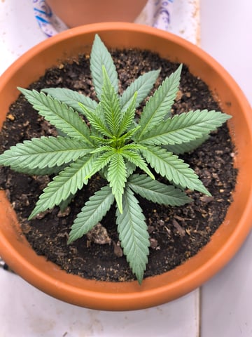 unknown strain 1st grow — vegetative, day 10