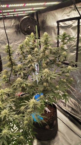 Beans For Days run — flower, day 68
