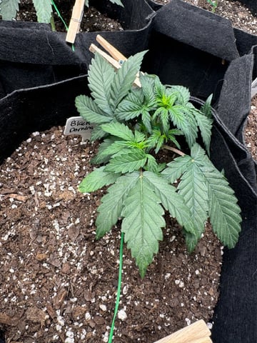 SSH and BD — vegetative, day 24