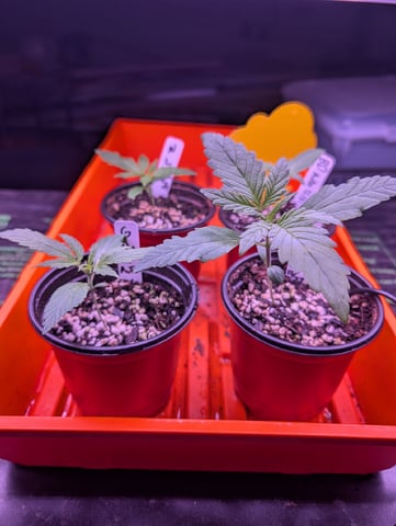 first grow - autoflower — germination, day 27