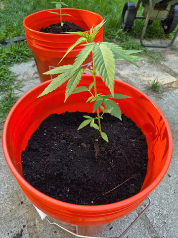 My First Grow