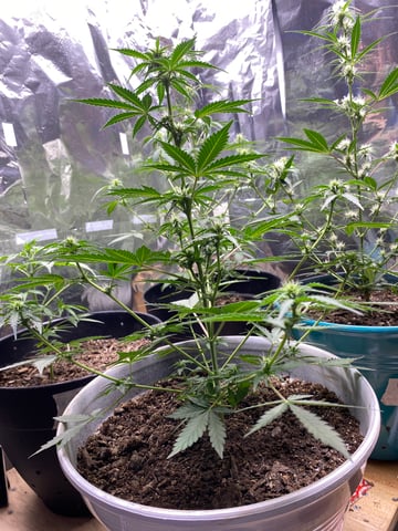 Rainbow Mints — flower, day 12