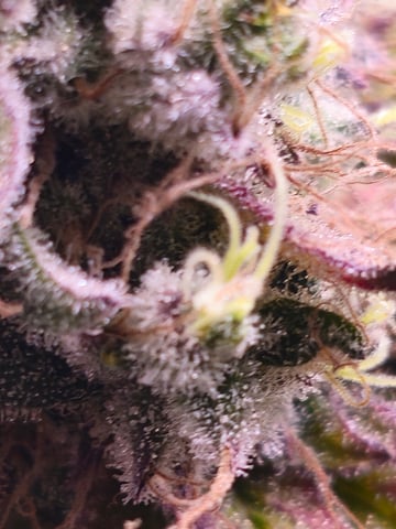 scrog from cut.  — flower, day 90