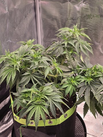  1 Blue Zushi x Venom & 1 Jack Here x Strawberry Cookies OG — flower, day 40