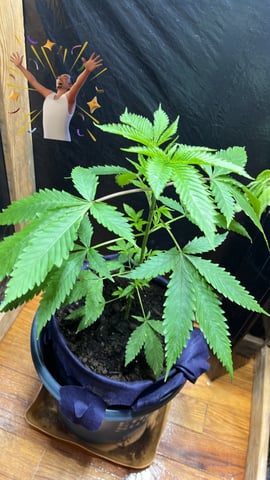 My Devine Conscious  — vegetative, day 65