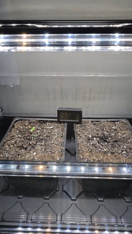 ethos genetics  — germination, day 4