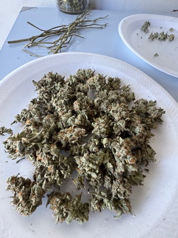 my grow — done, day 38