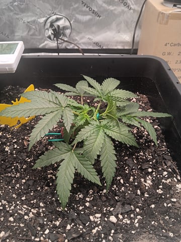 Blueberry auto — vegetative, day 25