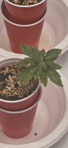 Lime Rian. — vegetative, day 16