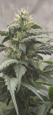 strawberry guava bx — flower, day 6