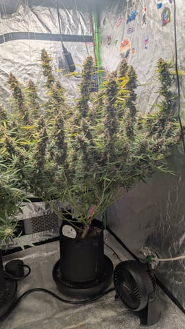 Strawberry Cheesecake Seedsman Seeds Autoflowers x2 — flower, day 94