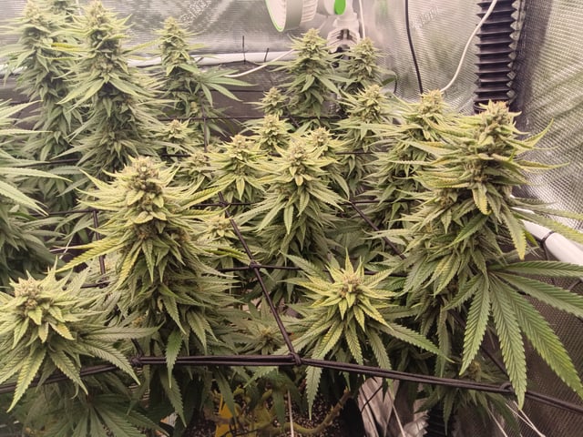 Starfighter/Ohio Guptilla Hybrid — flower, day 23