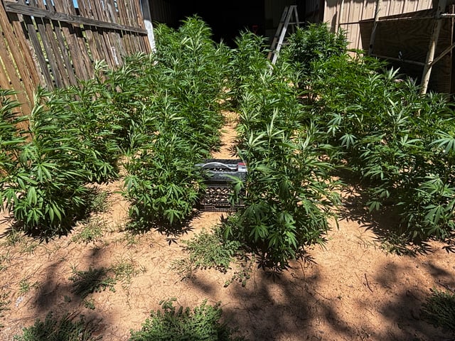 Outdoor Grow — flower, day 127